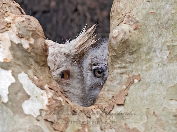 Bubo virginianus  GREAT HORNED OWL 3017918z
