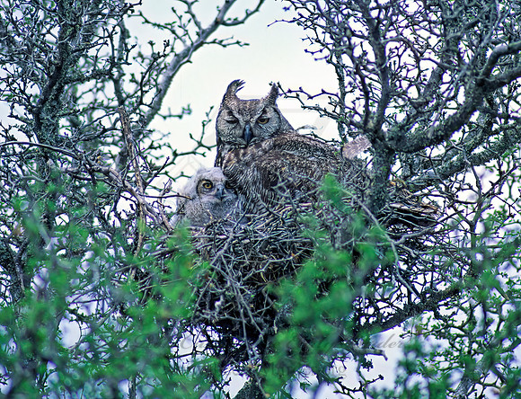 Bubo virginianus  GREAT HORNED OWL 54537z
