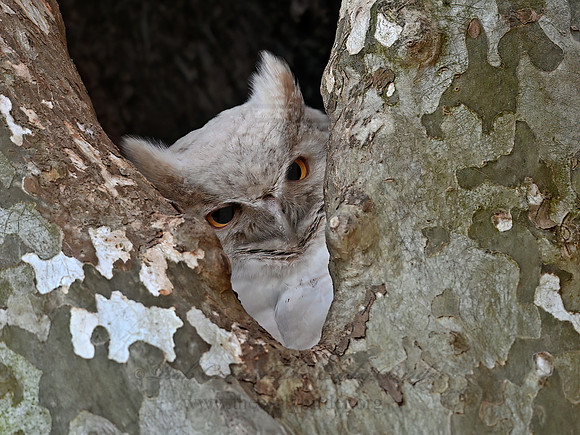 Bubo virginianus  GREAT HORNED OWL 3017983z