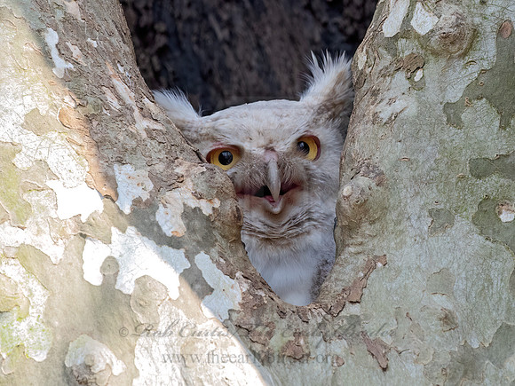 Bubo virginianus  GREAT HORNED OWL 3017955z