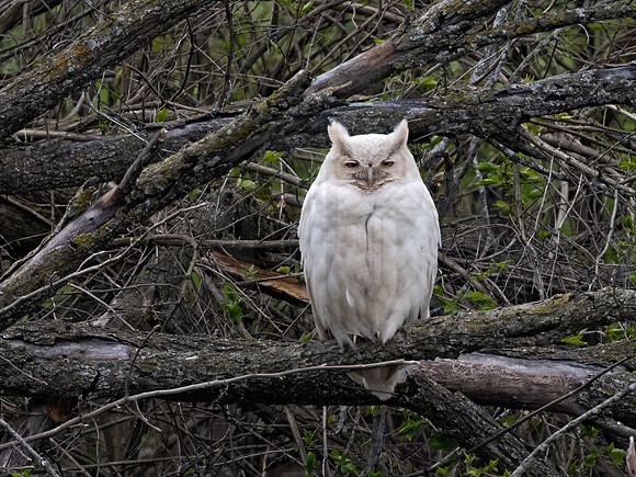 Bubo virginianus  GREAT HORNED OWL 3018051z