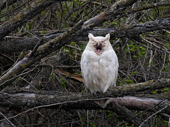 Bubo virginianus  GREAT HORNED OWL 3018052z