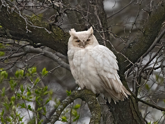 Bubo virginianus  GREAT HORNED OWL 3018061z