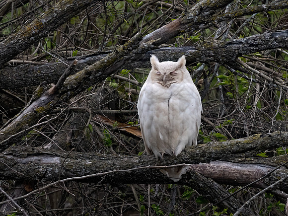 Bubo virginianus  GREAT HORNED OWL 3018055z
