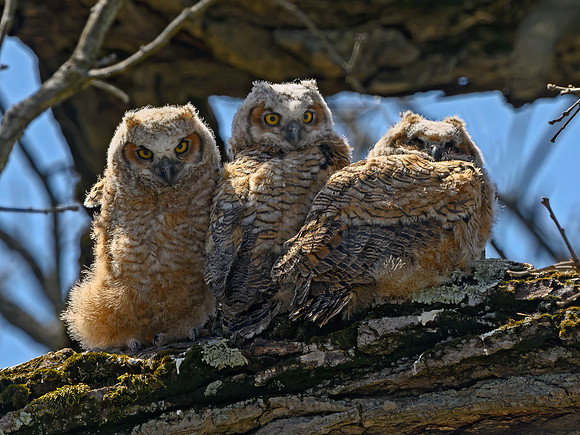 Bubo virginianus  GREAT HORNED OWL 3018201z