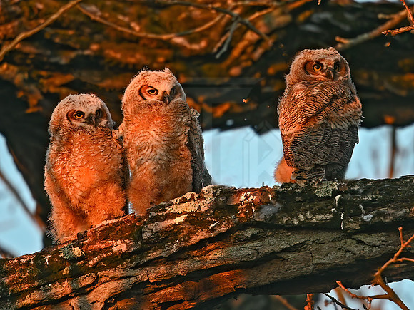 Bubo virginianus  GREAT HORNED OWL 3018309z