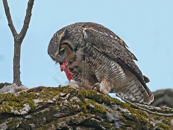 Bubo virginianus  GREAT HORNED OWL 3018353z