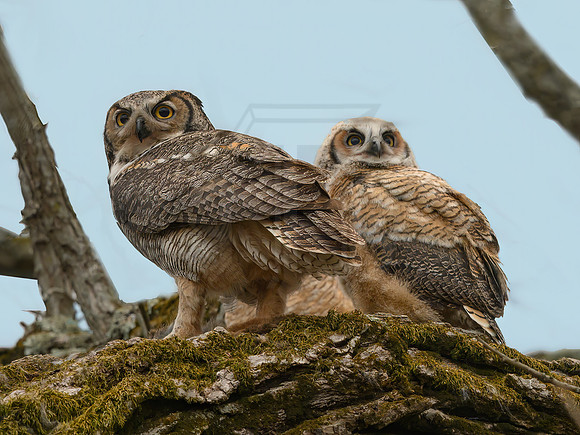 Bubo virginianus  GREAT HORNED OWL 3018368z