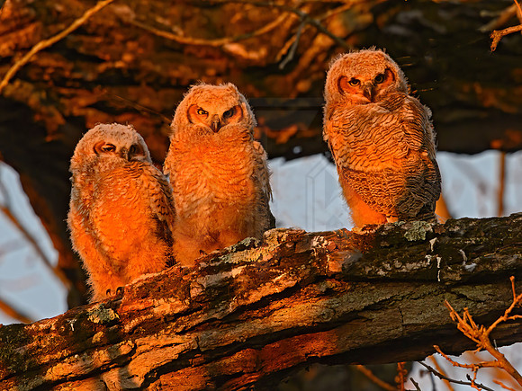 Bubo virginianus  GREAT HORNED OWL 3018319z