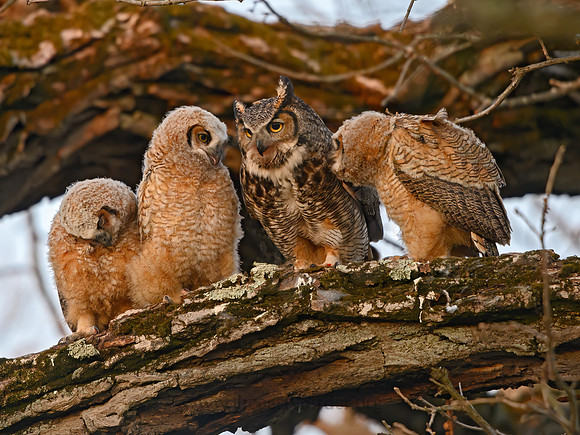 Bubo virginianus  GREAT HORNED OWL 3018275z
