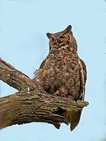 Bubo virginianus  GREAT HORNED OWL 3018388z