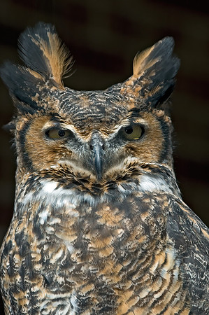 Bubo virginianus  GREAT HORNED OWL 5003200z