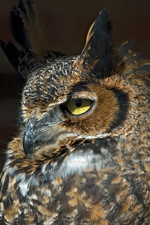 Bubo virginianus  GREAT HORNED OWL 5003201z