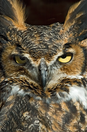 Bubo virginianus  GREAT HORNED OWL 5003248z