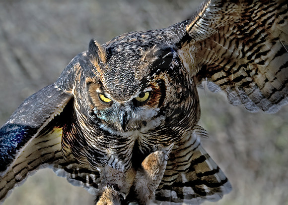 Bubo virginianus  GREAT HORNED OWL 5003275 z