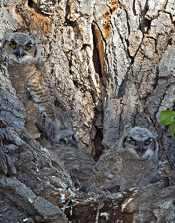 Bubo virginianus  GREAT HORNED OWL 5006243z
