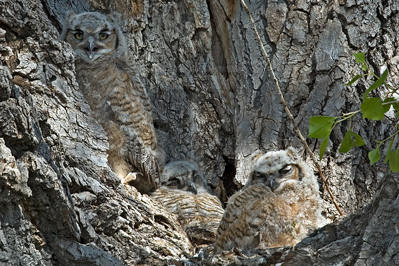 Bubo virginianus  GREAT HORNED OWL 5006218z
