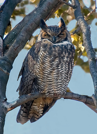 Bubo virginianus  GREAT HORNED OWL 5017165z
