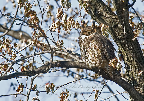 Bubo virginianus  GREAT HORNED OWL 5017352z