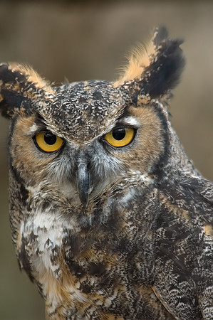 Bubo virginianus  GREAT HORNED OWL 5018014z