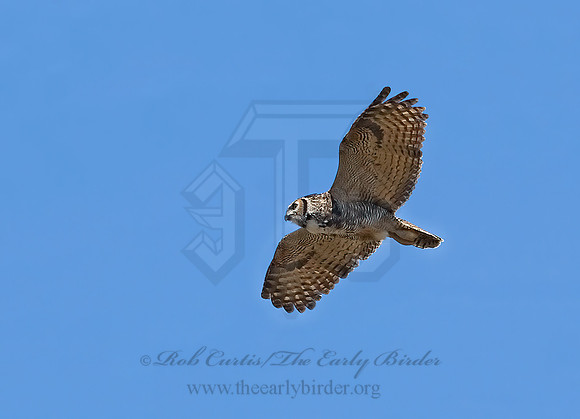 Bubo virginianus  GREAT HORNED OWL 6021536z