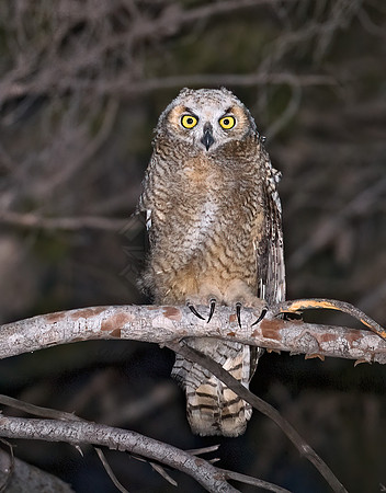 Bubo virginianus  GREAT HORNED OWL 6026682 z