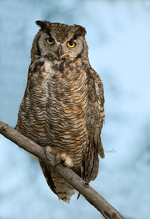 Bubo virginianus  GREAT HORNED OWL 6027197z