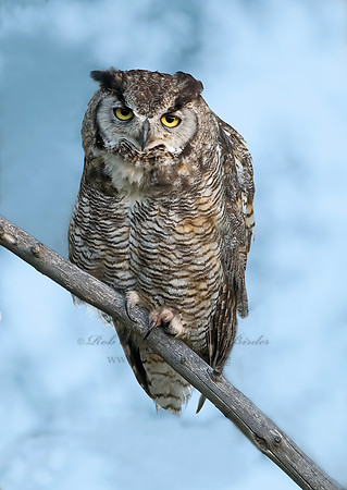 Bubo virginianus  GREAT HORNED OWL 6027206z