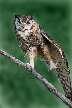 Bubo virginianus  GREAT HORNED OWL 6027218 Sz