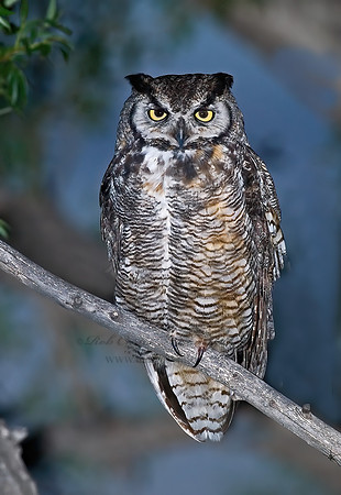 Bubo virginianus  GREAT HORNED OWL 6027240Sz