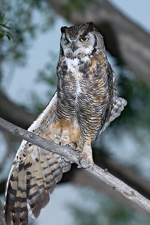 Bubo virginianus  GREAT HORNED OWL 6027226z