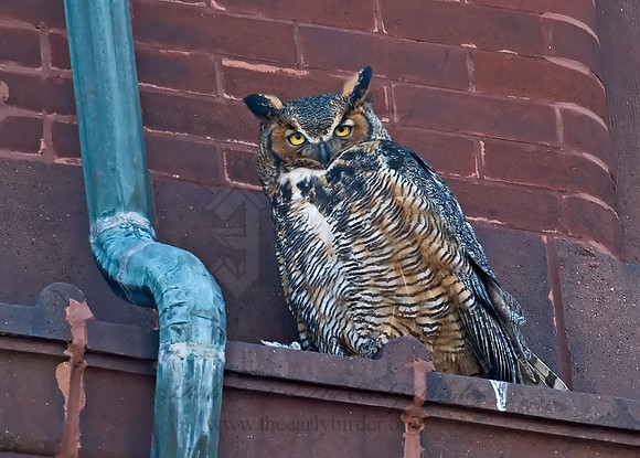 Bubo virginianus  GREAT HORNED OWL 7001322z
