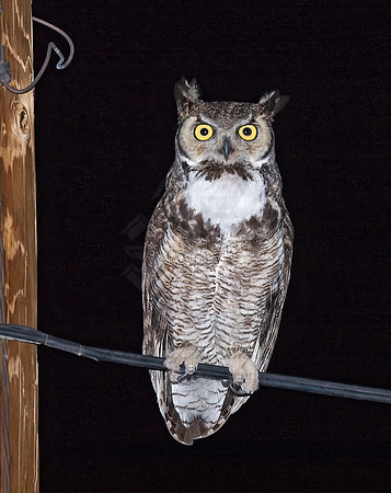 Bubo virginianus  GREAT HORNED OWL 7006939z