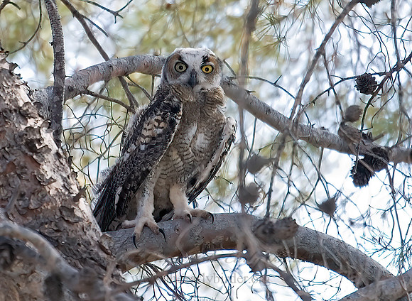 Bubo virginianus  GREAT HORNED OWL 7008212z