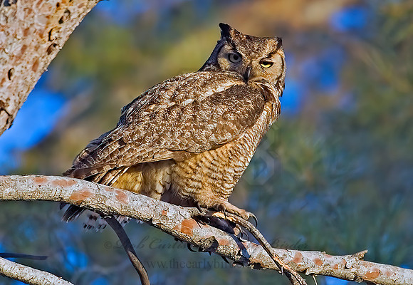 Bubo virginianus  GREAT HORNED OWL 7008243z