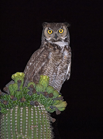 Bubo virginianus  GREAT HORNED OWL 7006943z
