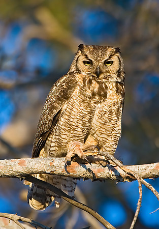 Bubo virginianus  GREAT HORNED OWL 7008274 sz