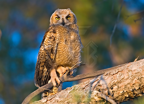 Bubo virginianus  GREAT HORNED OWL 7008292z