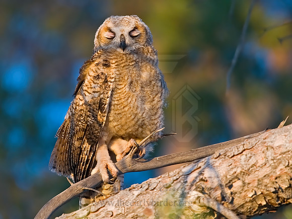 Bubo virginianus  GREAT HORNED OWL 7008294z