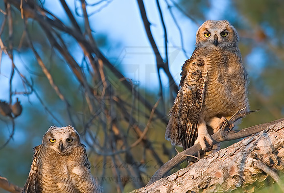 Bubo virginianus  GREAT HORNED OWL 7008305z