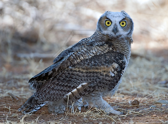 Bubo virginianus  GREAT HORNED OWL 7008397z