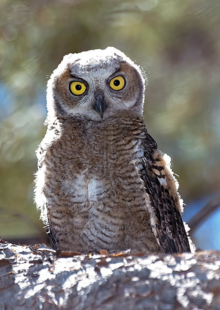 Bubo virginianus  GREAT HORNED OWL 7008399z