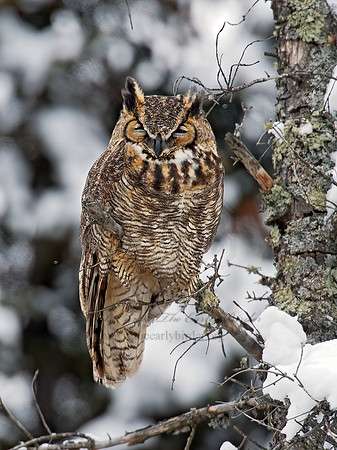 Bubo virginianus  GREAT HORNED OWL 9008980z
