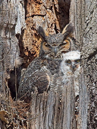 Bubo virginianus  GREAT HORNED OWL 9009230z