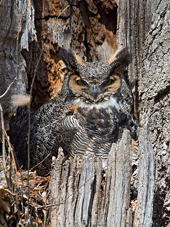 Bubo virginianus  GREAT HORNED OWL 9009242z