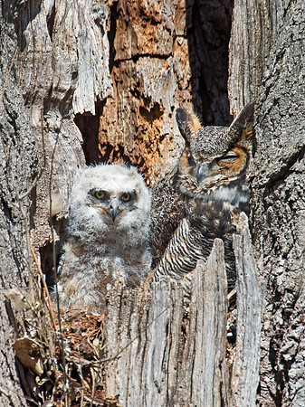 Bubo virginianus  GREAT HORNED OWL 9009266z