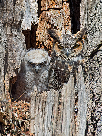 Bubo virginianus  GREAT HORNED OWL 9009271z