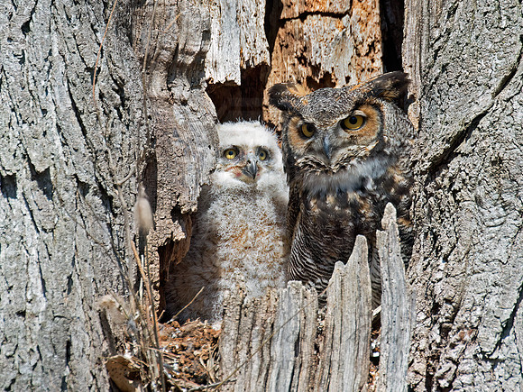 Bubo virginianus  GREAT HORNED OWL 9009283z