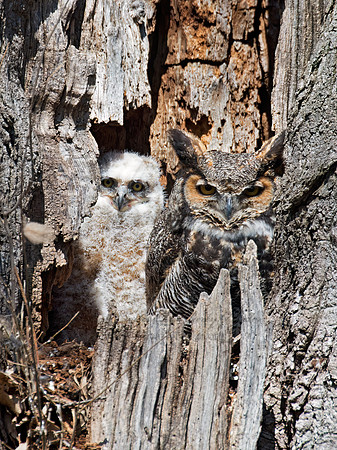 Bubo virginianus  GREAT HORNED OWL 9009298z