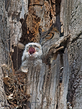 Bubo virginianus  GREAT HORNED OWL 9009311z
